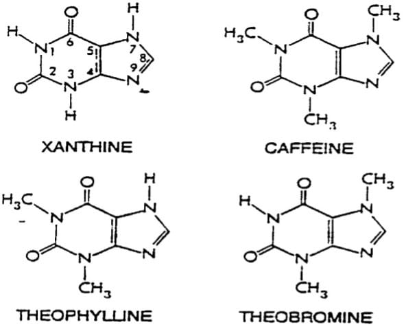molecular construction of caffeine
